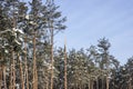 Tops of tall pine trees covered with snow under a blue sky Royalty Free Stock Photo