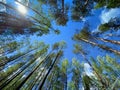 tops of tall pines against a blue sky Royalty Free Stock Photo