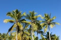 Tops of three coconut trees against the blue sky.Background with palm trees Royalty Free Stock Photo