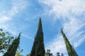 The tops of three cypress trees against the blue sky. Crimea