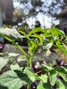 The tops of the tomato tree leaves are exposed to the sun in the morning