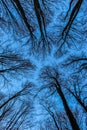 Tops of tree canopies without leaves. View from the bottom of the forest. The blue sky is painted through the bare branches of the Royalty Free Stock Photo