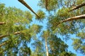 tops and tops of trees against a blue sky background Royalty Free Stock Photo