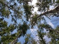 Treetops against the blue sky Royalty Free Stock Photo