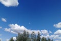 Tops of trees against blue sky and white clouds. Summer. Bottom view.