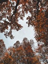 Tops of trees against rainy sky background. Autumn season, melancholy mood concept