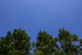 The tops trees on a background of blue sky