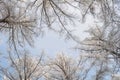 Tops of trees covered with frost on a sunny winter morning Royalty Free Stock Photo