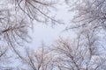 Tops of trees covered with frost on a sunny winter morning Royalty Free Stock Photo