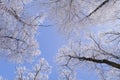 Tops of trees covered with frost on a sunny winter morning Royalty Free Stock Photo