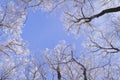 Tops of trees covered with frost on a sunny winter morning Royalty Free Stock Photo