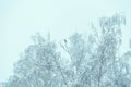 The tops of trees covered with hoarfrost and snow, a crow sitting Royalty Free Stock Photo