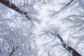 Tops of trees in the forest covered with snow Royalty Free Stock Photo