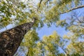 Tops of trees with green leaves in forest and blue sky in spring Royalty Free Stock Photo