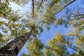 Tops of trees with green leaves in forest and blue sky in spring Royalty Free Stock Photo