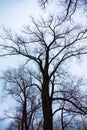 Tree with large and crooked branches. Royalty Free Stock Photo