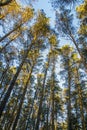 Tops of the trees lighted the sun and blue sky in forest