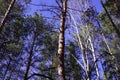 The tops of the trees reach up to the sky Royalty Free Stock Photo