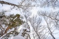 The tops of the trees in the snow covered forest look up to the sky Royalty Free Stock Photo