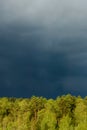 Tops of trees under blue storm clouds. Royalty Free Stock Photo