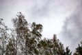 Tops of trees in the wind against the sky background Royalty Free Stock Photo