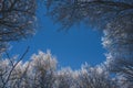 The tops of the trees in the winter forest are icy and covered with snow against the blue blue sky Royalty Free Stock Photo