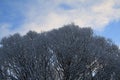 Tops of trees in winter