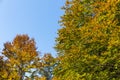 Tops of the trees in the woods during autumn Royalty Free Stock Photo