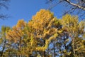 Tops of trees with yellow needles. Fir trees against the blue sky. Royalty Free Stock Photo