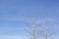 The tops of two birch trees with crumbling foliage against the blue sky Royalty Free Stock Photo