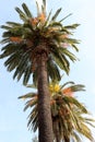 Tops of two palm trees with sunny day and blue sky in the background Royalty Free Stock Photo