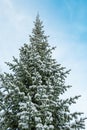 Tops of winter trees are covered with snow. Coniferous forest after snowfall Royalty Free Stock Photo