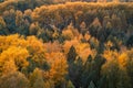 Tops of yellowing trees in exclusion