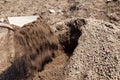 Topsoil being turned with a spade Royalty Free Stock Photo