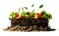 Topsoil organic with earthworms, salad, raspberries detritus, fruits blended together, isolated on a white background