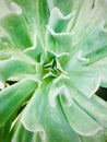 Topsy Turvy Echeveria. Succulent green tropical plant close-up view. Royalty Free Stock Photo