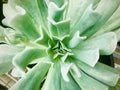 Topsy Turvy Echeveria. Succulent green tropical plant . Royalty Free Stock Photo