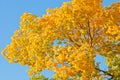 Toptree of populus Royalty Free Stock Photo