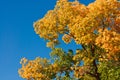 Toptree of populus Royalty Free Stock Photo