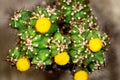 Topview of cactus Cereus Peruvianus Monstrosus with yellow blossoms, closeup