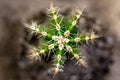 Topview of cactus Peruvian apple cactus or Cereus repandus, closeup