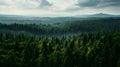 TopView Daylight Forest Scene Royalty Free Stock Photo