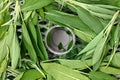 Topview, dehydrator with fresh sage leaves, ready to dry herbs