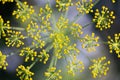 Topview, fresh dill blossoms, anethum graveolens plant at the heyday Royalty Free Stock Photo