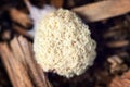 Topview, fuligo septica or slime mold on wooden background