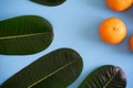 Topview of orange with desktop on plates blue background. topview or flat lay fruit.