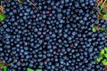 Topview of organic bilberries, fruity blue background