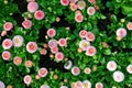 English daisies Pomponette mix in flowerbed topview Royalty Free Stock Photo