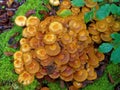 Clump of Sheathed woodtuft mushroom growth, German fall season nature