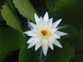 Topview, single flower blossom blooming lotus with white petals and yellow stamens in pond for background or stockphoto , summer Royalty Free Stock Photo